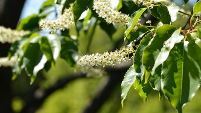 Black cherry leaves and berries