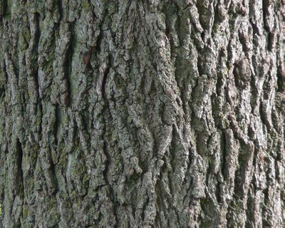 Black walnut bark