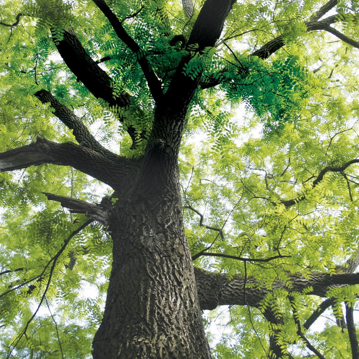 Looking up through the canopy of a mature walnut tree in Franklin County