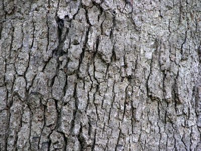 White oak bark