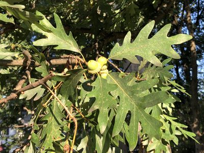 White oak leaves and acorns